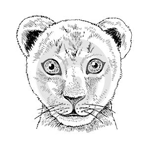 Hand drawn portrait of funny Lion baby