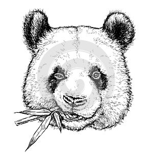 Hand drawn portrait of Funny Panda with bamboo branch. Vector illustration isolated on white