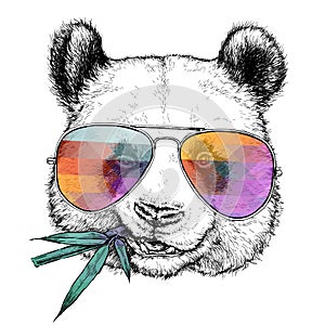 Hand drawn portrait of Funny Panda in glasses with bamboo branch. Vector illustration isolated on white