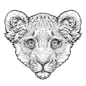 Hand drawn portrait of lion cub / lionet. Vector illustration isolated on white
