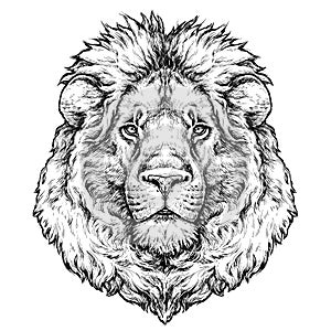 Hand drawn portrait of lion. Vector illustration isolated on white