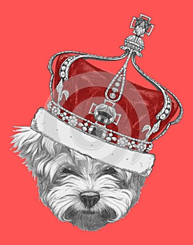 Hand drawn portrait of Maltese Poodle with crown.