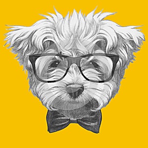 Hand drawn portrait of Maltese Poodle with glasses and bow tie.