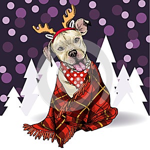 Hand drawn portrait of pit bull teriier dog wearing deer horn hat and plaid blanket. Vector Christmas poster. Xmas