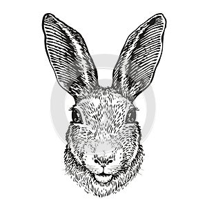 Hand-drawn portrait of rabbit. Easter bunny, sketch. Vector illustration