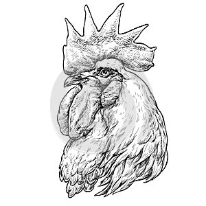 Hand drawn portrait of Rooster.