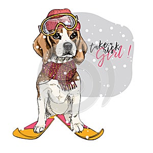 Hand drawn portrait of skiing beagle dog wearing hat, goggles and scarf. Vector Christmas illustration. Colored puppy