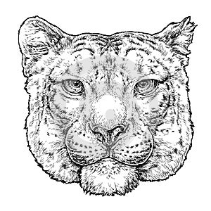Hand drawn portrait of snow leopard. Vector illustration isolated on white