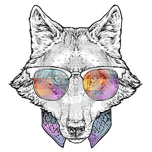 Hand drawn portrait of Wolf in glasses. Vector illustration isolated on white