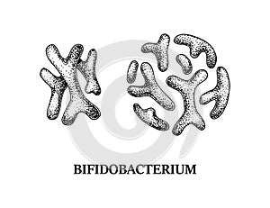 Hand drawn probiotic bifidobacterium bacteria. Good microorganism for human health and digestion regulation. Vector illustration