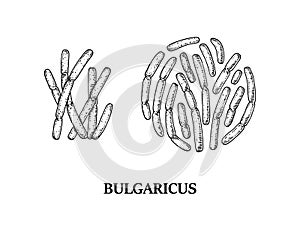 Hand drawn probiotic bulgaricus bacteria. Good microorganism for human health and digestion regulation. Vector illustration in photo