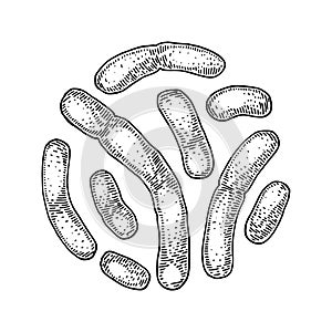 Hand drawn probiotic lactobacillus bacteria. Good microorganism for human health and digestion regulation. Vector illustration in