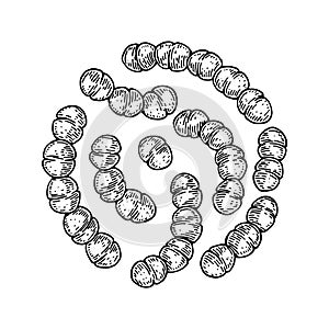 Hand drawn probiotic streptococcus thermophiles bacteria. Good microorganism for human health and digestion regulation. Vector