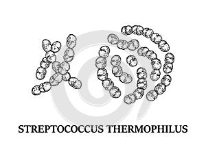 Hand drawn probiotic streptococcus thermophiles bacteria. Good microorganism for human health and digestion regulation. Vector