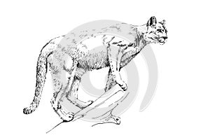 Hand drawn puma, sketch graphics monochrome illustration photo