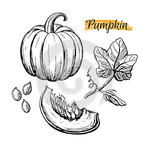 Hand drawn pumpkin harvest elements isolated on white background. Pumpkin, leaves, flower, seeds.