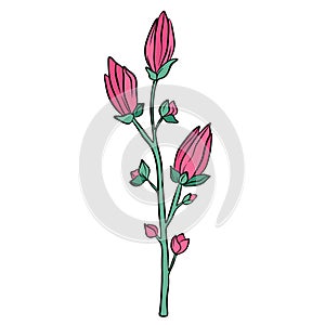 Hand drawn purple magnolia flower isolated on white background. Botanical decorative doodle sketch illustration for greeting card
