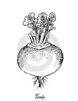 Hand Drawn of Purple Turnip on White Background photo