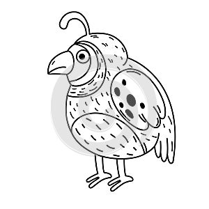 Hand drawn quail character illustration