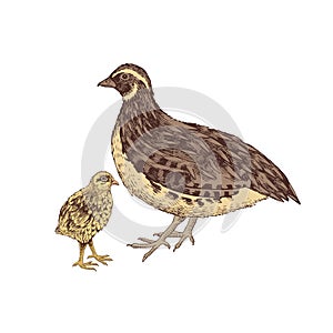 Hand drawn quail familie photo