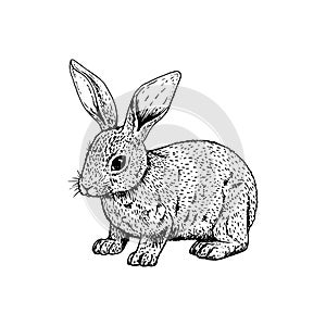 Hand drawn rabbit. Vector black white sketch.
