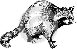 Hand drawn raccoon