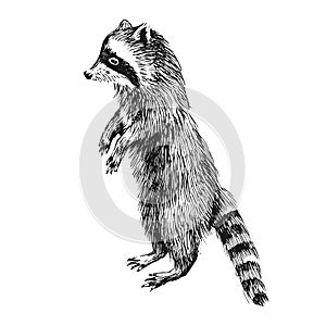 Hand drawn raccoon