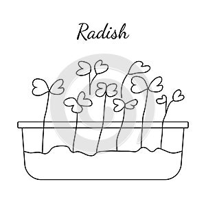 Hand drawn radish micro greens. Vector illustration in sketch style isolated on white background.