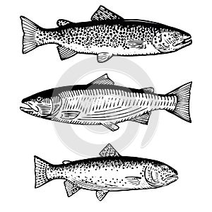 Hand Drawn Rainbow Trout and Atlantic Salmon