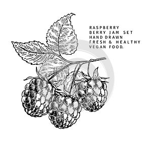 Hand drawn raspberry branch, leaf and berry. Engraved vector illustration. Bramble agriculture plant. Summer harvest