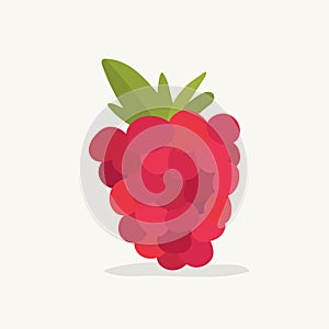 Hand drawn raspberry fruit illustration