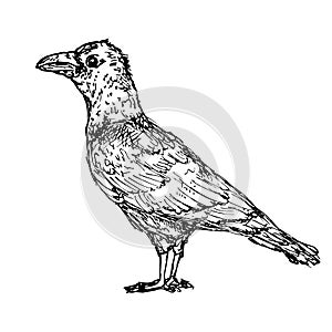Hand Drawn raven doodle. Sketch style icon. Decoration element. Isolated on white background. Flat design. Vector illustration