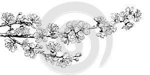 Hand drawn realistic cherry blossom branch. Black and white sketch of sakura flowers. Vector illustration