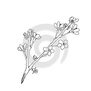 Hand drawn realistic cherry branch blossom isolated on white background. Branch sakura - blooming tree. Vector