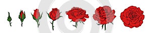 Hand drawn realistic set of red rose blooming from closed bud to fully open flower. Vector illustration isolated on white