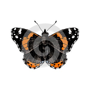 Hand drawn red admiral butterfly photo