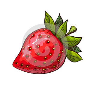 Hand drawn red ripe juicy strawberry illustration isolated on white. Vector colored sketch of tasty cute red berry