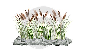 Hand drawn reed or pampas grass surrounded by gray stones.Cane silhouette on white background.