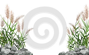 Hand drawn reed or pampas grass surrounded by gray stones.Cane silhouette on white background.