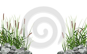 Hand drawn reed or pampas grass surrounded by gray stones.Cane silhouette on white background.