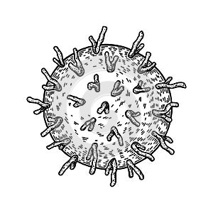 Hand drawn rhinovirus isolated on white background. Realistic detailed scientifical vector illustration in sketch stile
