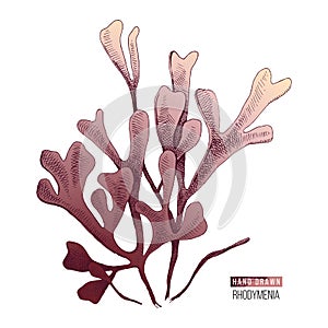 Hand drawn rhodymenia palmata seaweed