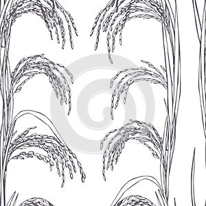 Hand drawn rice plants. Vector  seamless pattern