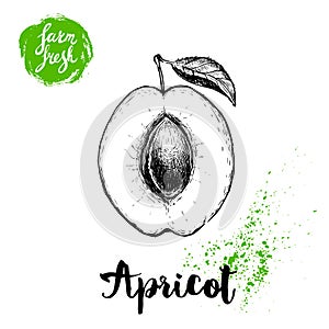 Hand drawn ripe apricot with stone seed and leaf isolated on white background. Retro sketch style vector. Farm fresh sign on green