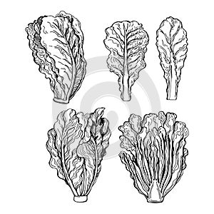 Hand drawn romaine lettuce. Romano salad. Vector sketch  illustration