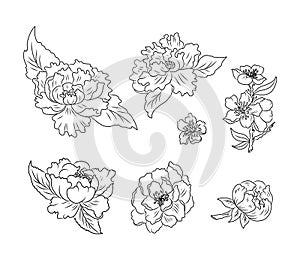 Hand drawn romantic beautiful line art of Sakura flower. Vector set isolated. Idea for tattoo and coloring books.