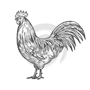 Hand drawn rooster sketch