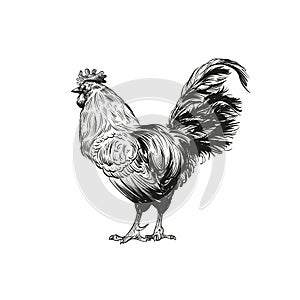Hand drawn rooster sketch. Vector illustration