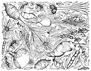 Hand Drawn of Root and Tuberous Vegetables Background photo