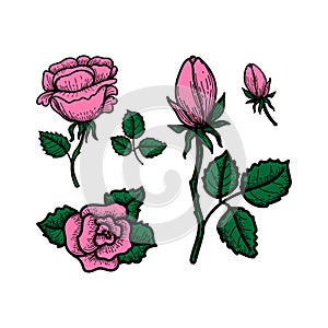 Hand-drawn rose in doodle style. Set of different roses: flower, bud and leaves. Vector image of pink roses on